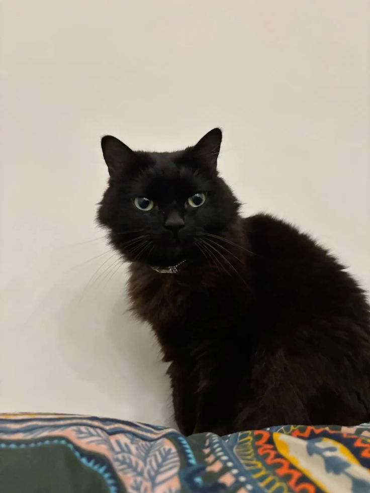 Como Dar Remédio para o Seu Gato sem Estresse: Dicas Rápidas para Tutores